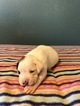 Small Photo #9 Boxer Puppy For Sale in BENICIA, CA, USA