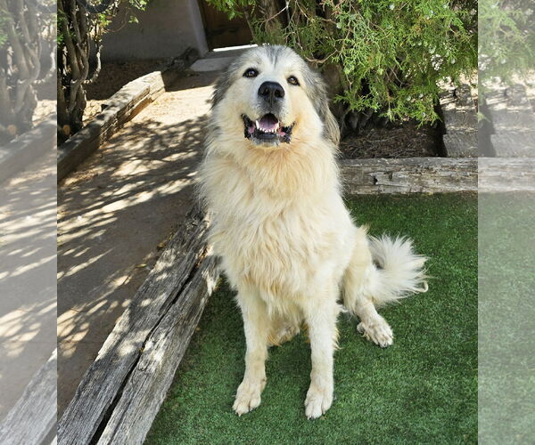 Medium Photo #5 Great Pyrenees Puppy For Sale in Albuquerque, NM, USA