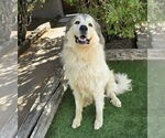Small #4 Great Pyrenees