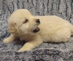 Puppy Goose English Cream Golden Retriever