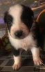 Small Photo #13 Australian Shepherd Puppy For Sale in ARBA, IN, USA