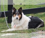 Small Photo #2 Collie Puppy For Sale in FREDERICKSBURG, OH, USA