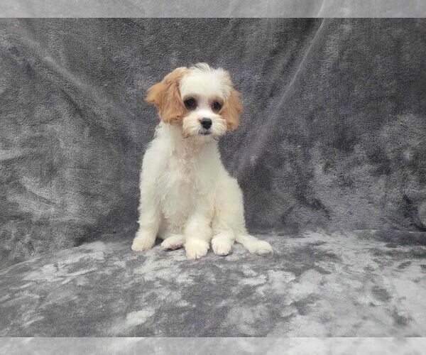 Medium Photo #4 Cavapoo Puppy For Sale in Lincolnwood, IL, USA