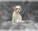 Small #3 Cavapoo