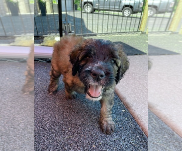 Medium Photo #2 Saint Berdoodle Puppy For Sale in ELK RIVER, MN, USA
