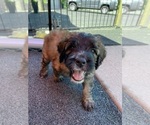 Small #1 Saint Berdoodle