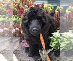 Small Photo #13 Poodle (Standard) Puppy For Sale in LADY LAKE, FL, USA