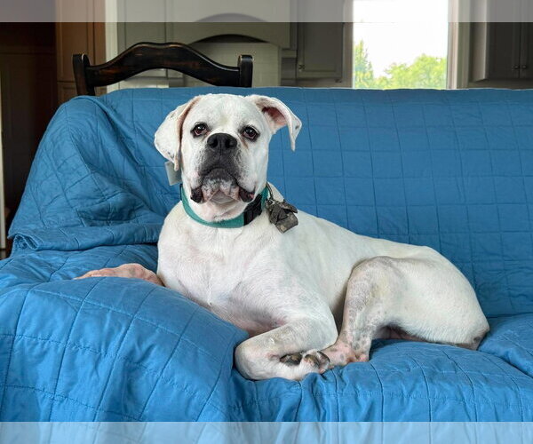 Medium Photo #7 Boxer Puppy For Sale in Burnsville, MN, USA