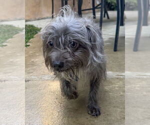 Mutt Dogs for adoption in Corona, CA, USA