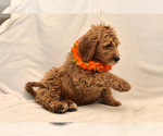 Small Photo #8 Goldendoodle Puppy For Sale in PRESCOTT VALLEY, AZ, USA