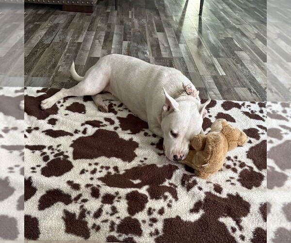 Medium Photo #7 American Pit Bull Terrier-Unknown Mix Puppy For Sale in Brewster, NY, USA