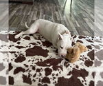 Small #6 American Pit Bull Terrier Mix