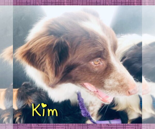 Medium Photo #2 Border Collie-Unknown Mix Puppy For Sale in Red Lodge, MT, USA