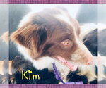 Small #1 Border Collie Mix