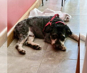 Beau - Male Aussiedoodle Miniature  Dog for Adoption - Photo #2