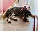 Small Photo #2 Aussiedoodle Miniature  Puppy For Sale in Spring Lake, NC, USA