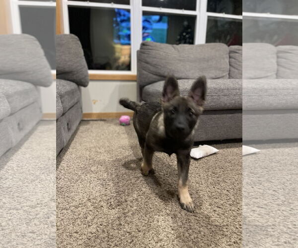 Medium Photo #2 German Shepherd Dog-pomeranian spitz Mix Puppy For Sale in Princeton, MN, USA