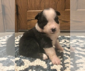 Australian Shepherd Puppy for sale in LODA, IL, USA