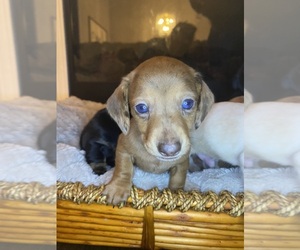 Dachshund Puppy for sale in BARBOURSVILLE, WV, USA