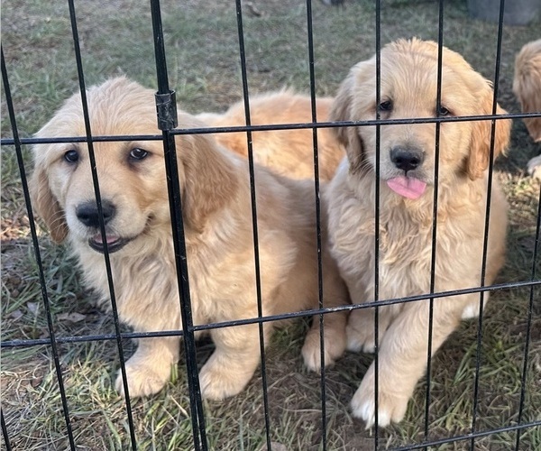 Medium Photo #1 Golden Retriever Puppy For Sale in CLEVELAND, TN, USA