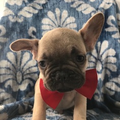 Medium French Bulldog