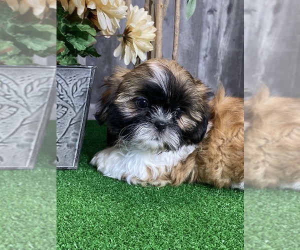 Medium Photo #6 Shih Tzu Puppy For Sale in CANOGA, NY, USA