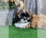 Small #5 Shih Tzu