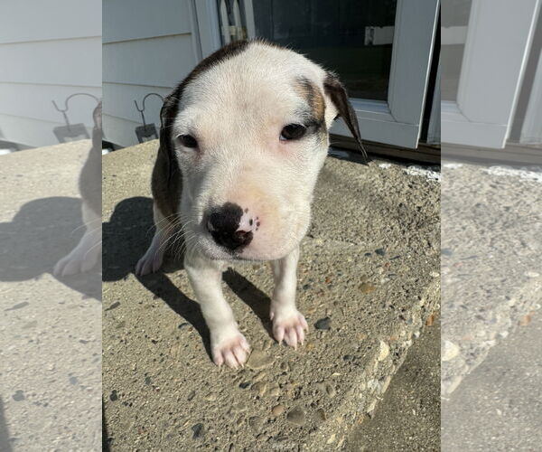 Medium Photo #5 American Bulldog-Labrador Retriever Mix Puppy For Sale in Columbus, IN, USA