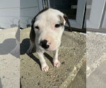 Small #4 American Bulldog-Labrador Retriever Mix