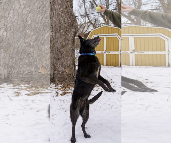 Medium Photo #9 Shepradors Puppy For Sale in Princeton, MN, USA