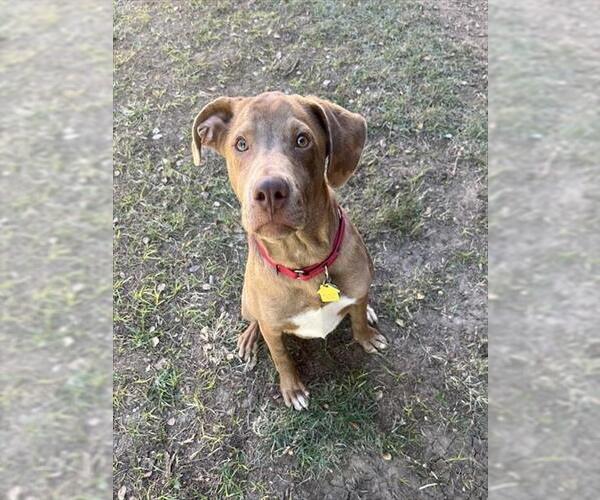 Medium Photo #1 Catahoula Leopard Dog-Unknown Mix Puppy For Sale in Plano, TX, USA
