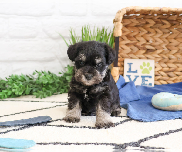 Medium Photo #5 Schnauzer (Miniature) Puppy For Sale in SYRACUSE, IN, USA