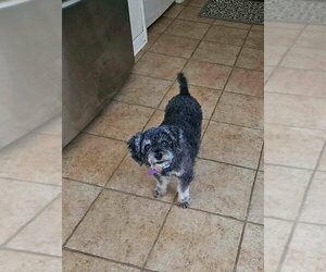 Poodle (Standard)-Unknown Mix Dogs for adoption in New London, WI, USA