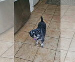 Biff - Male Poodle (Standard)-Unknown Mix Dog for Adoption - Small photo