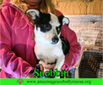 Small #1 Jack Russell Terrier Mix