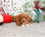 Small #1 Cavapoo (Miniature)