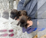 Small Photo #2 Chorkiepoo Puppy For Sale in UTICA, OH, USA