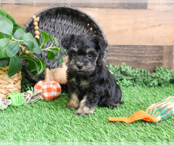 Medium Photo #1 Schnauzer (Miniature) Puppy For Sale in SYRACUSE, IN, USA