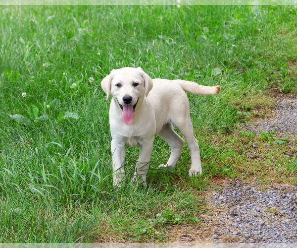 Medium Photo #1 Labrador Retriever Puppy For Sale in SYRACUSE, IN, USA