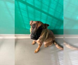 Mutt Dogs for adoption in Visalia, CA, USA