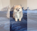 Small #1 Pomeranian