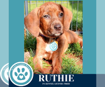 Small #1 Dachshund Mix