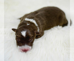 Small Photo #4 Border Collie Puppy For Sale in STRAFFORD, MO, USA