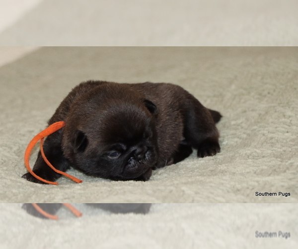Medium Photo #17 Pug Puppy For Sale in WINNSBORO, TX, USA