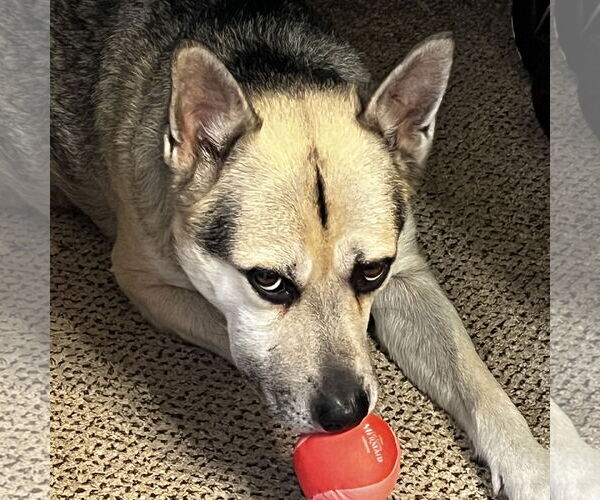 Medium Photo #2 Siberian Husky-Unknown Mix Puppy For Sale in Fargo, ND, USA