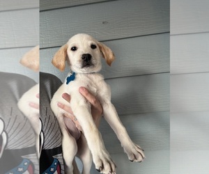 Labrador Retriever Puppy for sale in SPRINGFIELD, MO, USA