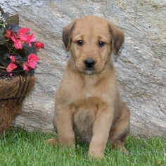Airedale Terrier Puppy for sale in GAP, PA, USA