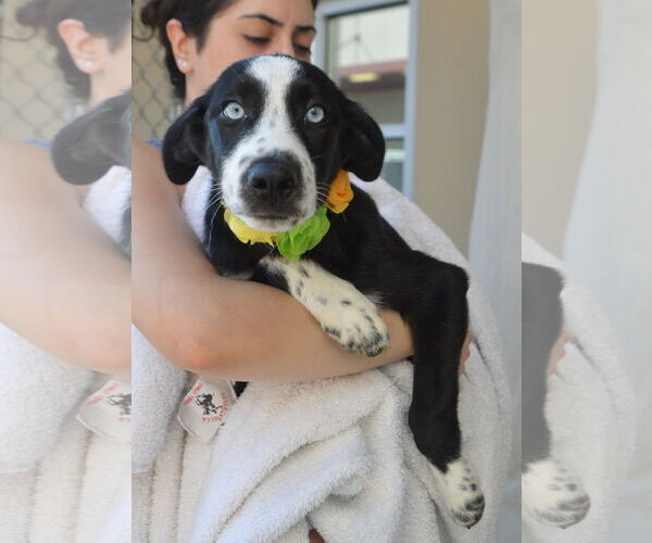 Medium Photo #2 Great Pyrenees-Unknown Mix Puppy For Sale in McKinney, TX, USA