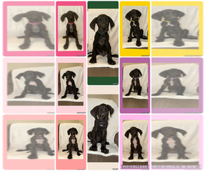 Great Dane Puppy for sale in SMITHFIELD, NC, USA