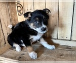 Small Photo #2 Australian Shepherd Puppy For Sale in CHESTERFIELD, MI, USA